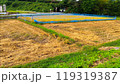 稲刈り中の田んぼ 119319387