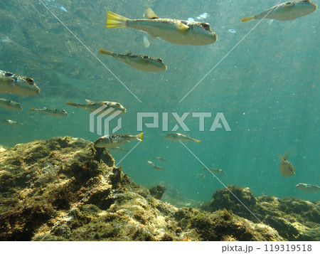 クサフグの群れ 119319518