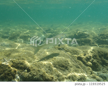 浅瀬のボラ 浅瀬のボラ 119319525