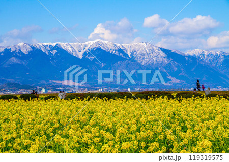 早咲きの菜の花と雪山 琵琶湖の畔 119319575