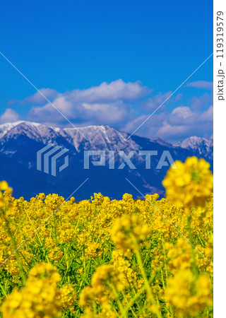 早咲きの菜の花と雪山 琵琶湖の畔 119319579