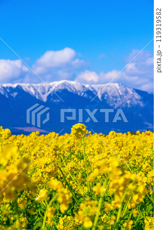早咲きの菜の花と雪山 琵琶湖の畔 119319582