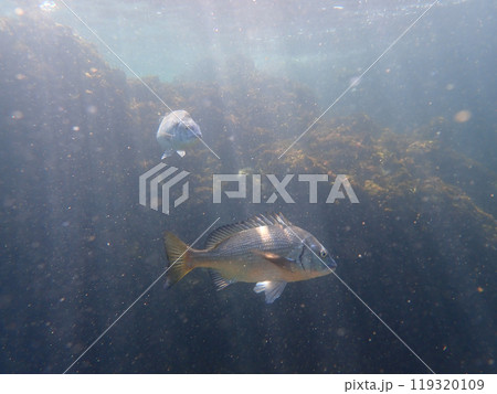 光に照らされる黒鯛　 119320109