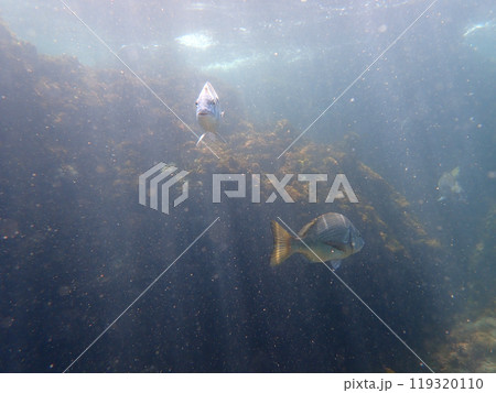 黒鯛の泳ぐ風景 119320110