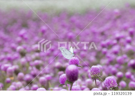 千日紅の花にとまるモンシロチョウ 119320139