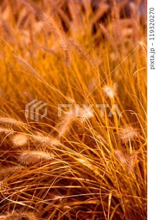Photo of spikelets in an autumn field illuminated by the sun Photo of spikelets in an autumn field illuminated by the sun 119320270