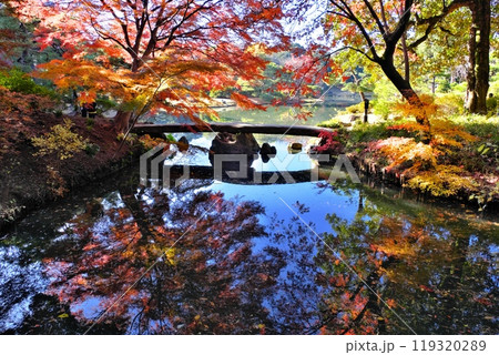 六義園渡月橋の紅葉 119320289