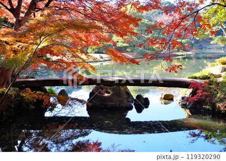 六義園渡月橋の紅葉 119320290