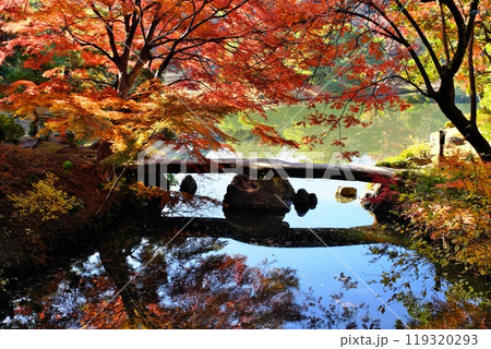 六義園渡月橋の紅葉 六義園渡月橋の紅葉 119320293