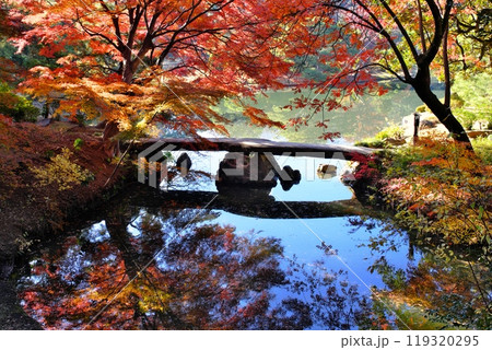 六義園渡月橋の紅葉 119320295