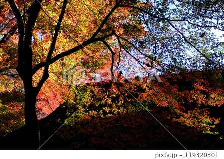 六義園の紅葉 六義園の紅葉 119320301