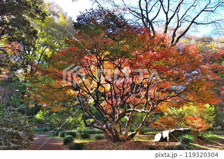 六義園の紅葉 119320304