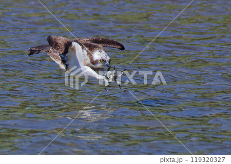 獲物狙って川に飛び込むミサゴ 119320327