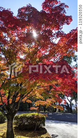日本の紅葉 京都 秋 119320350