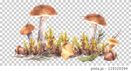 Watercolor fall Mushrooms clipart. Boletus orange cap with Chanterelle, moos, yellow green leaves and brown acorn and fir branch with needles. Forest hand drawn illustration isolated from background 119320394