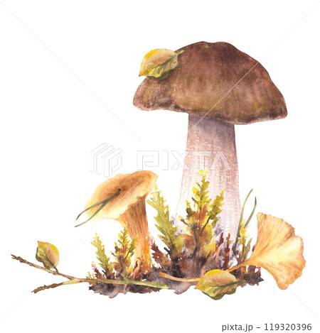 Mushrooms fall clipart. Boletus brown cap, Porcini, Chanterelle with moos and yellow, green leaves. Forest Autumn harvest for card, poster. Watercolor hand drawn illustration isolated from background Mushrooms fall clipart. Boletus brown cap, Porcini, Chanterelle with moos and yellow, green leaves. Forest Autumn harvest for card, poster. Watercolor hand drawn illustration isolated from background 119320396
