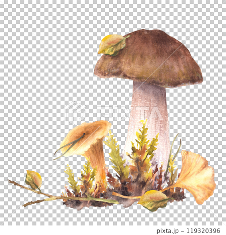 Mushrooms fall clipart. Boletus brown cap, Porcini, Chanterelle with moos and yellow, green leaves. Forest Autumn harvest for card, poster. Watercolor hand drawn illustration isolated from background Mushrooms fall clipart. Boletus brown cap, Porcini, Chanterelle with moos and yellow, green leaves. Forest Autumn harvest for card, poster. Watercolor hand drawn illustration isolated from background 119320396