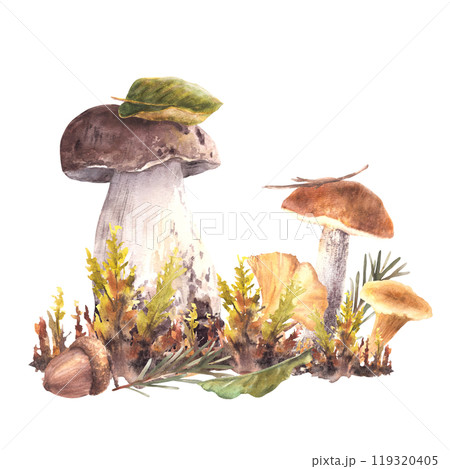 Mushrooms fall arrangement. Boletus red cap, Porcini, moos, yellow Chanterelle, green leaves with fir needle and brown acorn. Forest Autumn watercolor hand drawn illustration isolated from background Mushrooms fall arrangement. Boletus red cap, Porcini, moos, yellow Chanterelle, green leaves with fir needle and brown acorn. Forest Autumn watercolor hand drawn illustration isolated from background 119320405