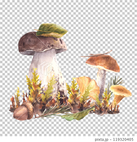 Mushrooms fall arrangement. Boletus red cap, Porcini, moos, yellow Chanterelle, green leaves with fir needle and brown acorn. Forest Autumn watercolor hand drawn illustration isolated from background Mushrooms fall arrangement. Boletus red cap, Porcini, moos, yellow Chanterelle, green leaves with fir needle and brown acorn. Forest Autumn watercolor hand drawn illustration isolated from background 119320405