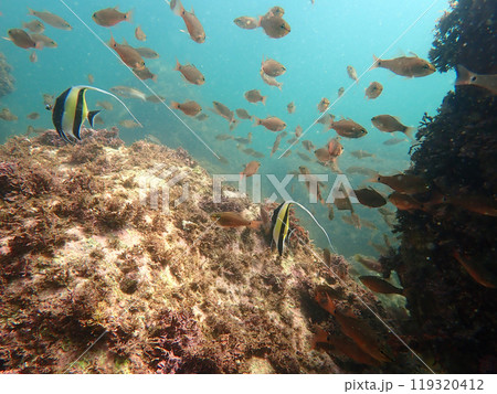 つのだし 119320412