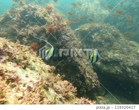 相模湾の熱帯魚 119320417