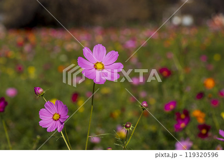 鮮やかなピンク色の秋桜の花 119320596