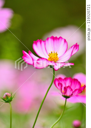 秋風に揺れる秋桜 119320721