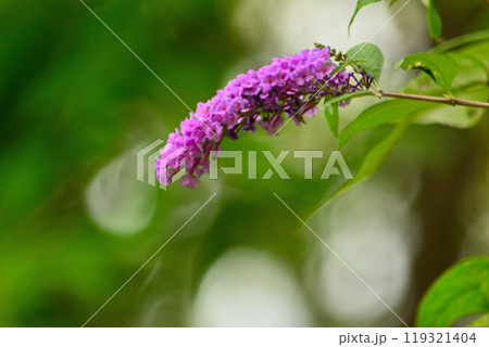 フサフジウツギの花 フサフジウツギの花 119321404