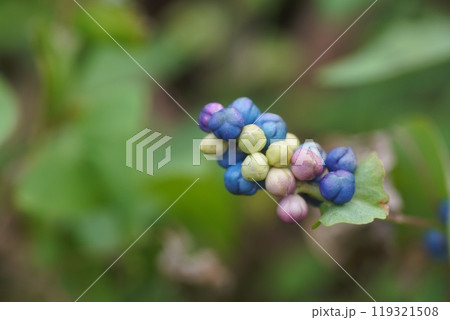 イシミカワの実 119321508