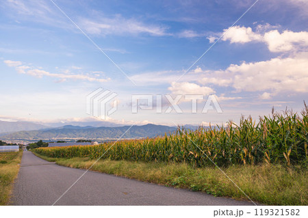 デントコーン畑と山岳風景 伊那市 デントコーン畑と山岳風景 伊那市 119321582
