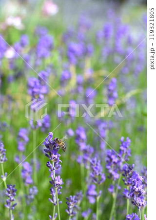 Bee on lavender flower. Lavender field Bee on lavender flower. Lavender field 119321805