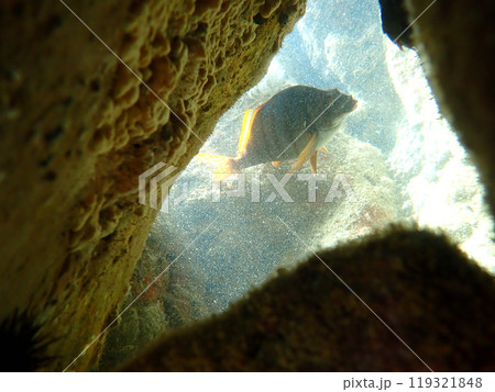 穴からチラリ タカノハダイ 穴からチラリ タカノハダイ 119321848