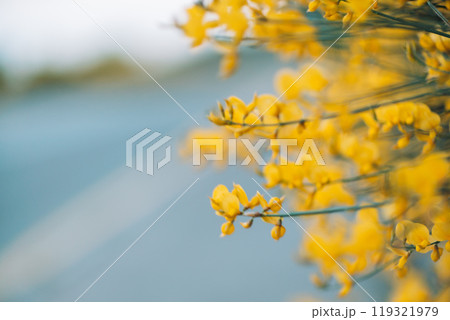 A close up of yellow flowers with a blue sky in the background 119321979