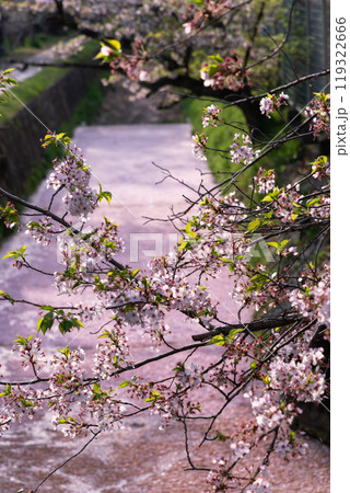 京都、哲学の道の花筏 京都、哲学の道の花筏 119322666
