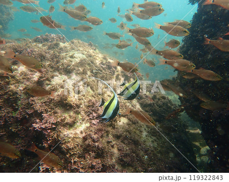 群れの中のツノダシ 119322843