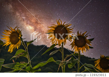 夏の夜の夢　星明りを背景に輝くひまわり 119323011