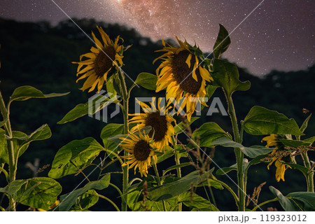 夏の夜の夢　星明りを背景に輝くひまわり 119323012