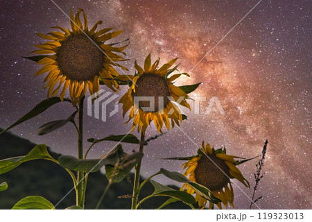 夏の夜の夢　星明りを背景に輝くひまわり 119323013