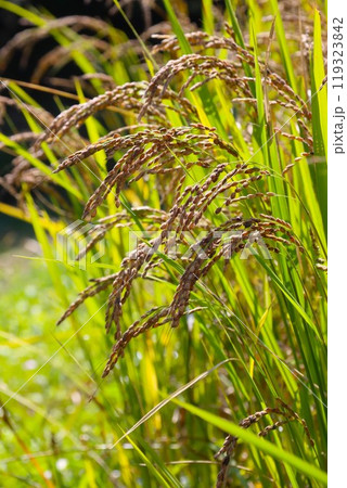古代米の品種である赤米の稲穂 119323842