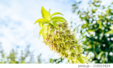 パイナップルリリー 119323924