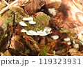 野生のスギヒラタケ 119323931