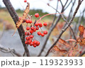 真っ赤なかわいらしいナナカマド 119323933