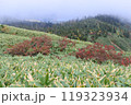笹原とナナカマド 119323934