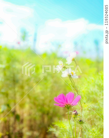 コスモスのある風景 コスモスのある風景 119324085