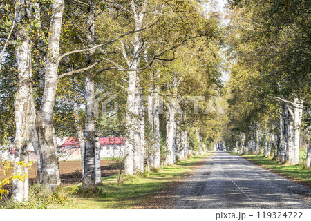 秋晴れの十勝牧場　白樺並木道　北海道音更町 119324722