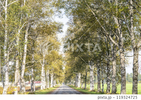 秋晴れの十勝牧場　白樺並木道　北海道音更町 119324725