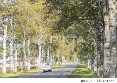 秋晴れの十勝牧場　白樺並木道　北海道音更町 119324727