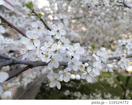 Cherry Blossom or apricot in a morning Sunlight 119324772