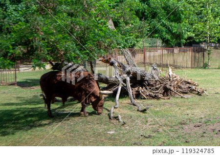 A brown cow with a large horn is eating grass. 119324785