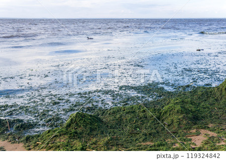 algae proliferating on the seashore during a water bloom 119324842